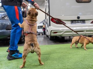 Camper and Adventure EXPO 2026 1 (3).jpg